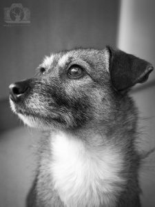 Black and white photo of a small dog - a jack russell cross
