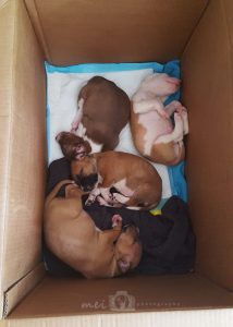 Puppies in a box